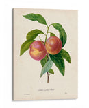 Redutes Fruta Ii - Pierre Redoute | Cuadro decorativo de Canvas Lab