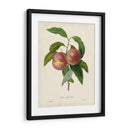 Redutes Fruta Ii - Pierre Redoute | Cuadro decorativo de Canvas Lab