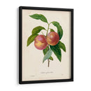 Redutes Fruta Ii - Pierre Redoute | Cuadro decorativo de Canvas Lab