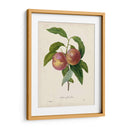 Redutes Fruta Ii - Pierre Redoute | Cuadro decorativo de Canvas Lab