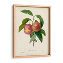 Redutes Fruta Ii - Pierre Redoute | Cuadro decorativo de Canvas Lab