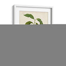 Redutes Fruta Ii - Pierre Redoute | Cuadro decorativo de Canvas Lab