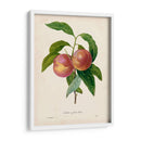 Redutes Fruta Ii - Pierre Redoute | Cuadro decorativo de Canvas Lab