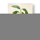 Redutes Fruta Ii - Pierre Redoute | Cuadro decorativo de Canvas Lab