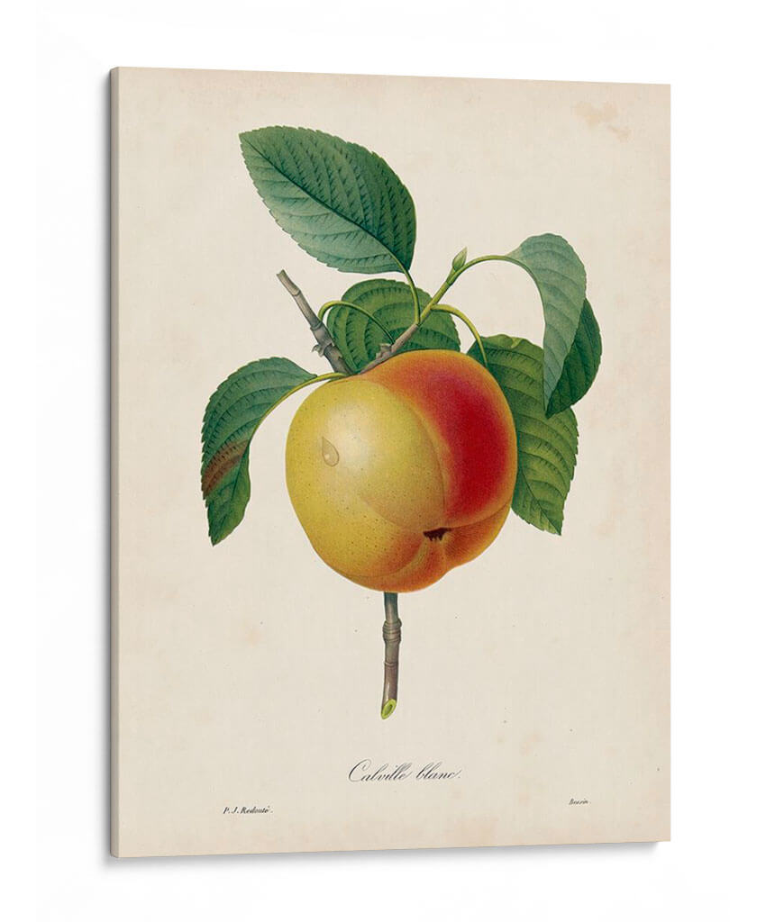 Redutes Fruit Iv - Pierre Redoute | Cuadro decorativo de Canvas Lab