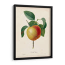Redutes Fruit Iv - Pierre Redoute | Cuadro decorativo de Canvas Lab