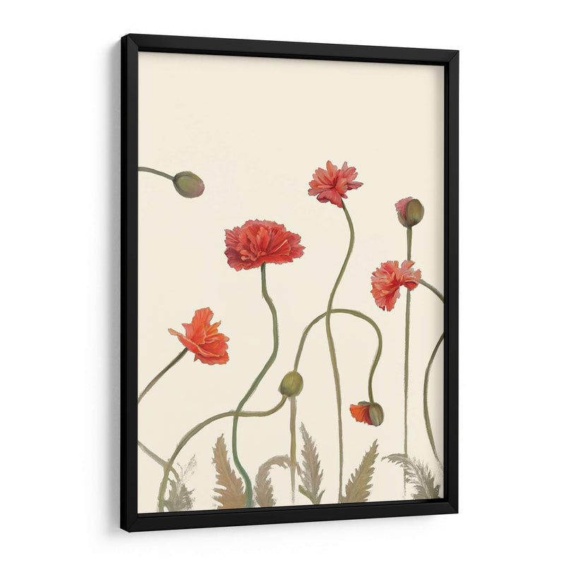 Pantalla De Amapola Coral Iii - Christopher J. Trew | Cuadro decorativo de Canvas Lab