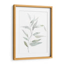 Eucialyptus Etérico Ii - Jennifer Goldberger | Cuadro decorativo de Canvas Lab
