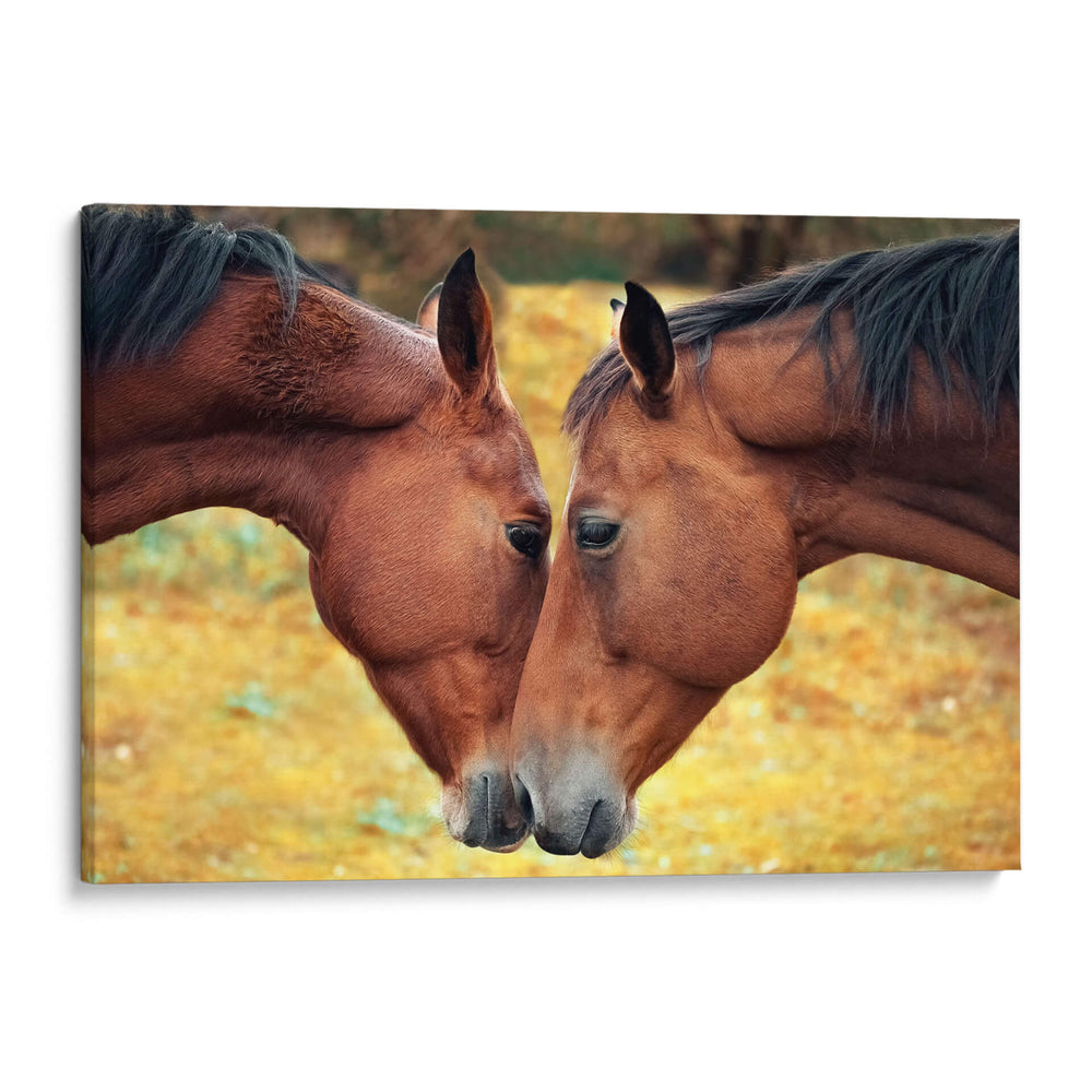 Acercamiento de caballos | Cuadro decorativo de Canvas Lab
