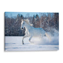 Caballo blanco sobre la blanca nieve | Cuadro decorativo de Canvas Lab