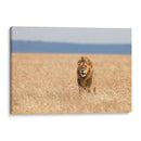 León observando | Cuadro decorativo de Canvas Lab