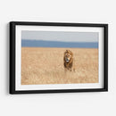 León observando | Cuadro decorativo de Canvas Lab