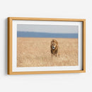 León observando | Cuadro decorativo de Canvas Lab