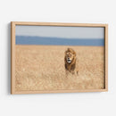 León observando | Cuadro decorativo de Canvas Lab