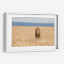 León observando | Cuadro decorativo de Canvas Lab