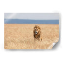 León observando | Cuadro decorativo de Canvas Lab