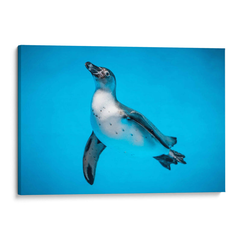 Nado del pingüino | Cuadro decorativo de Canvas Lab