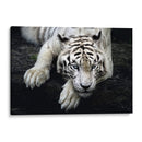 Tigre blanco recostado | Cuadro decorativo de Canvas Lab