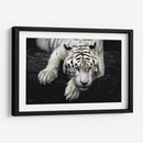 Tigre blanco recostado | Cuadro decorativo de Canvas Lab