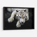 Tigre blanco recostado | Cuadro decorativo de Canvas Lab