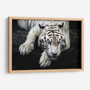 Tigre blanco recostado | Cuadro decorativo de Canvas Lab