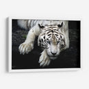 Tigre blanco recostado | Cuadro decorativo de Canvas Lab