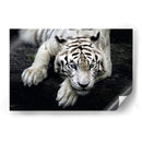 Tigre blanco recostado | Cuadro decorativo de Canvas Lab