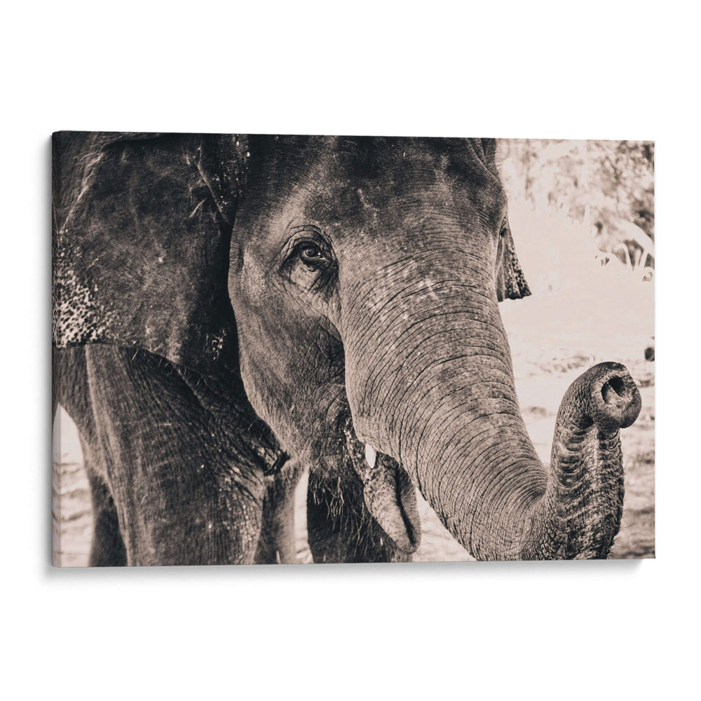 Un cacahuate por favor | Cuadro decorativo de Canvas Lab