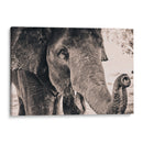 Un cacahuate por favor | Cuadro decorativo de Canvas Lab