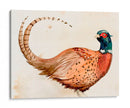 Pheasantry I - B. Hoola Van Nooten | Cuadro decorativo de Canvas Lab