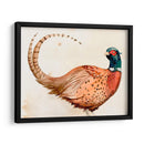 Pheasantry I - B. Hoola Van Nooten | Cuadro decorativo de Canvas Lab