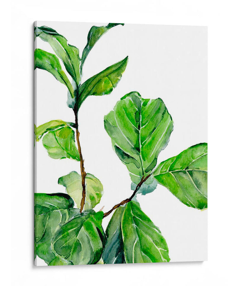 Fiddle Fig Ii - B. Hoola Van Nooten | Cuadro decorativo de Canvas Lab