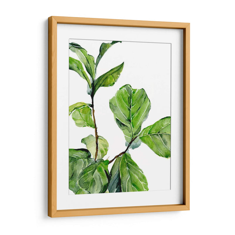 Fiddle Fig Ii - B. Hoola Van Nooten | Cuadro decorativo de Canvas Lab