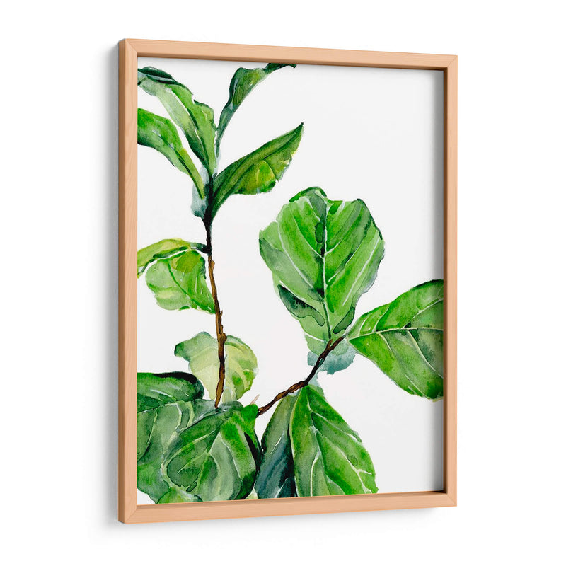 Fiddle Fig Ii - B. Hoola Van Nooten | Cuadro decorativo de Canvas Lab