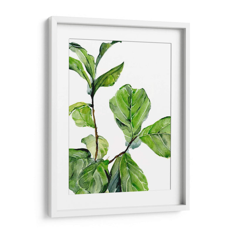 Fiddle Fig Ii - B. Hoola Van Nooten | Cuadro decorativo de Canvas Lab