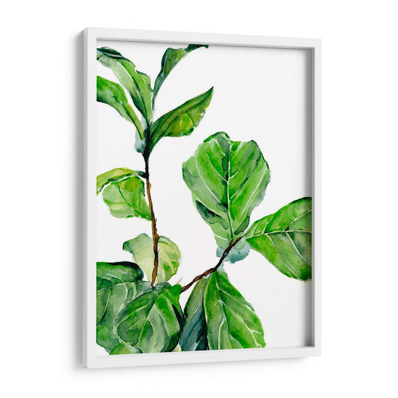 Fiddle Fig Ii - B. Hoola Van Nooten | Cuadro decorativo de Canvas Lab