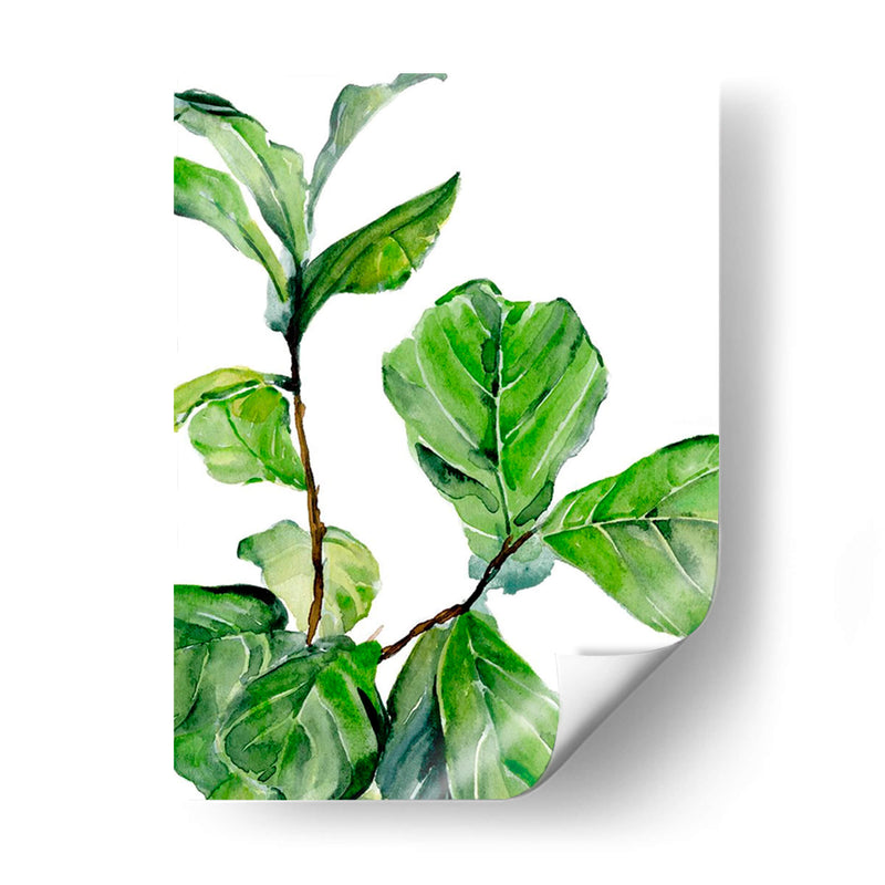 Fiddle Fig Ii - B. Hoola Van Nooten | Cuadro decorativo de Canvas Lab