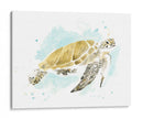 Estudio De Tortuga Marina Acuarela I - June Erica Vess | Cuadro decorativo de Canvas Lab