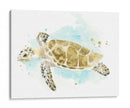 Estudio De Tortuga Marina Acuarela Ii - June Erica Vess | Cuadro decorativo de Canvas Lab