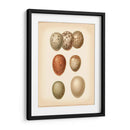 Estudio De Huevo De Aves I - Vision Studio | Cuadro decorativo de Canvas Lab