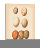 Estudio De Huevo De Aves Ii - Vision Studio | Cuadro decorativo de Canvas Lab