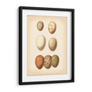 Estudio De Huevo De Aves Ii - Vision Studio | Cuadro decorativo de Canvas Lab