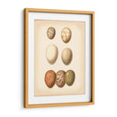 Estudio De Huevo De Aves Ii - Vision Studio | Cuadro decorativo de Canvas Lab