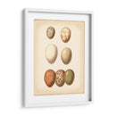 Estudio De Huevo De Aves Ii - Vision Studio | Cuadro decorativo de Canvas Lab