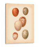 Estudio De Huevo De Aves Iii - Vision Studio | Cuadro decorativo de Canvas Lab