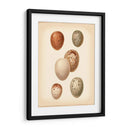 Estudio De Huevo De Aves Iii - Vision Studio | Cuadro decorativo de Canvas Lab