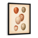 Estudio De Huevo De Aves Iii - Vision Studio | Cuadro decorativo de Canvas Lab
