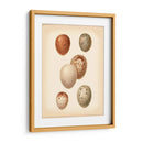 Estudio De Huevo De Aves Iii - Vision Studio | Cuadro decorativo de Canvas Lab