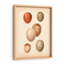 Estudio De Huevo De Aves Iii - Vision Studio | Cuadro decorativo de Canvas Lab