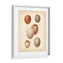 Estudio De Huevo De Aves Iii - Vision Studio | Cuadro decorativo de Canvas Lab